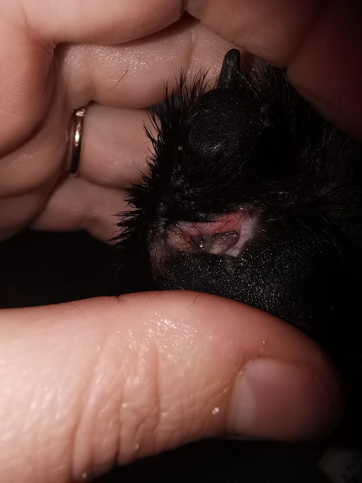 A mum-of-two said her "death trap" mouldy council flat is infested with rats which attacked her dog's paw