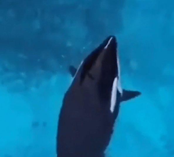 Kiska the whale was dubbed the world's loneliest whale