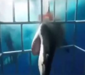 The 11ft beast was seen showing off its terrifying teeth in the shocking clip