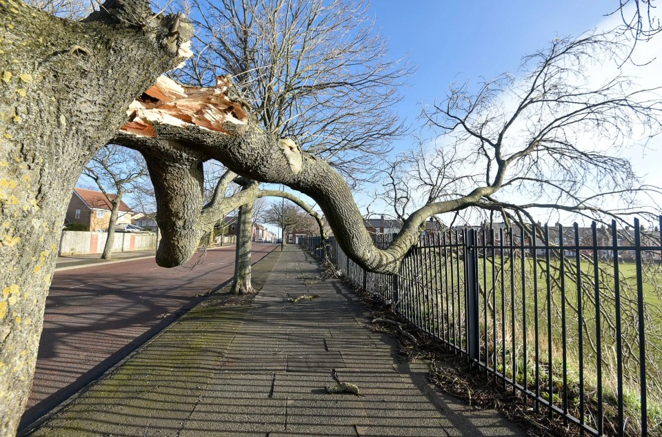Uprooted trees lie fallen on the ground in North Shields, North Tyneside