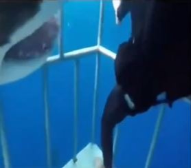 The shark was just inches away from the divers