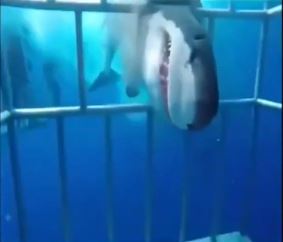 The great white shark managed to burst through the divers cage