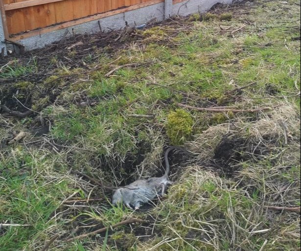 She is desperate for her garden to be fixed up after living in her Birmingham bungalow for the last four years