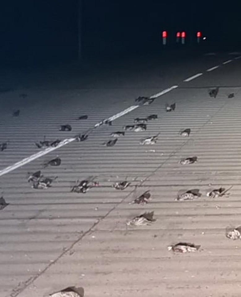 200 birds last night fell from the sky in Pembrokeshire