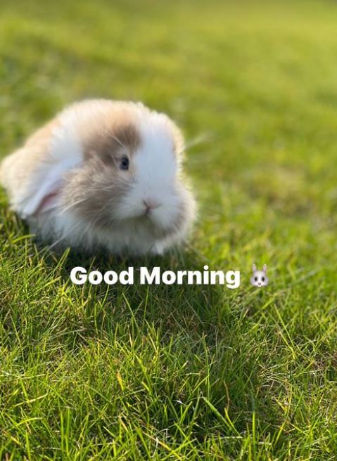 David revealed the tiny bunny on his Instagram stories last month