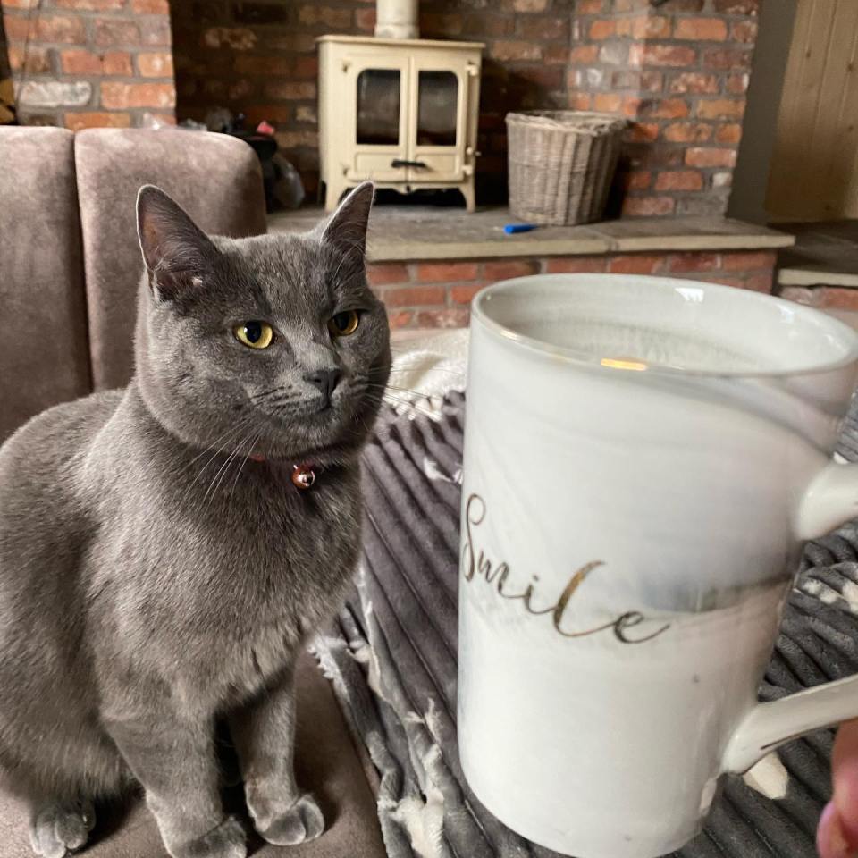 The star, who often posts pictures of her pets, did not reveal which cats died