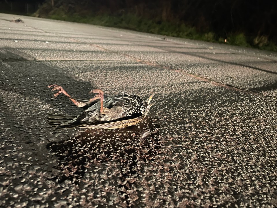 Its not yet known why or how the birds perished
