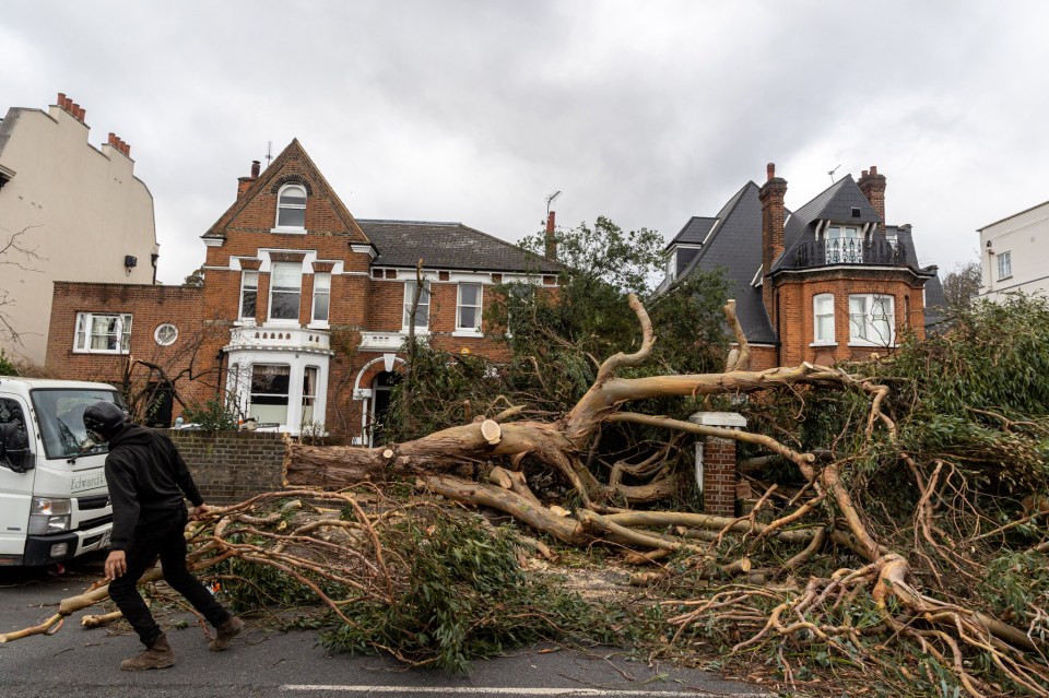 A huge tree was brought down near homes in Battersea, London