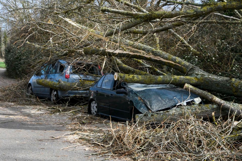 Parked cars in Bridport, Dorset were crushed when a huge tree fell