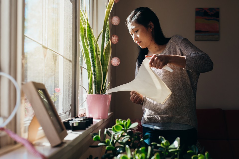An indoor plant expert gave her handy pencil hack for watering your houseplants
