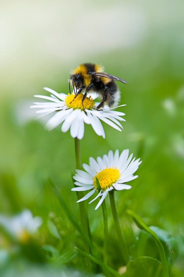 When you choose your summer bulbs and perennials, look out for the bee sign on the labels, which signifies they are great for pollinators