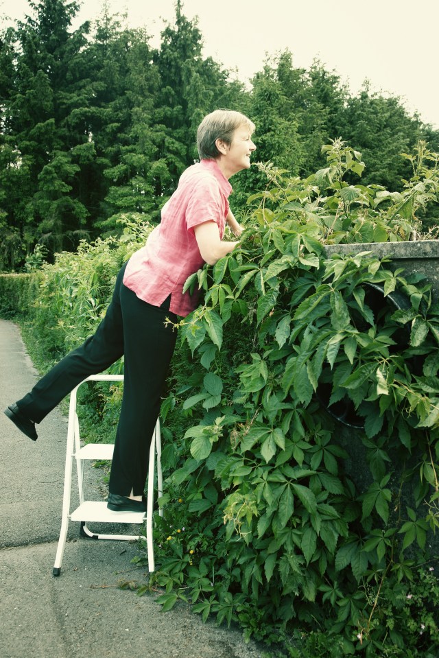 An overgrown hedge from the next door garden can be a nuisance