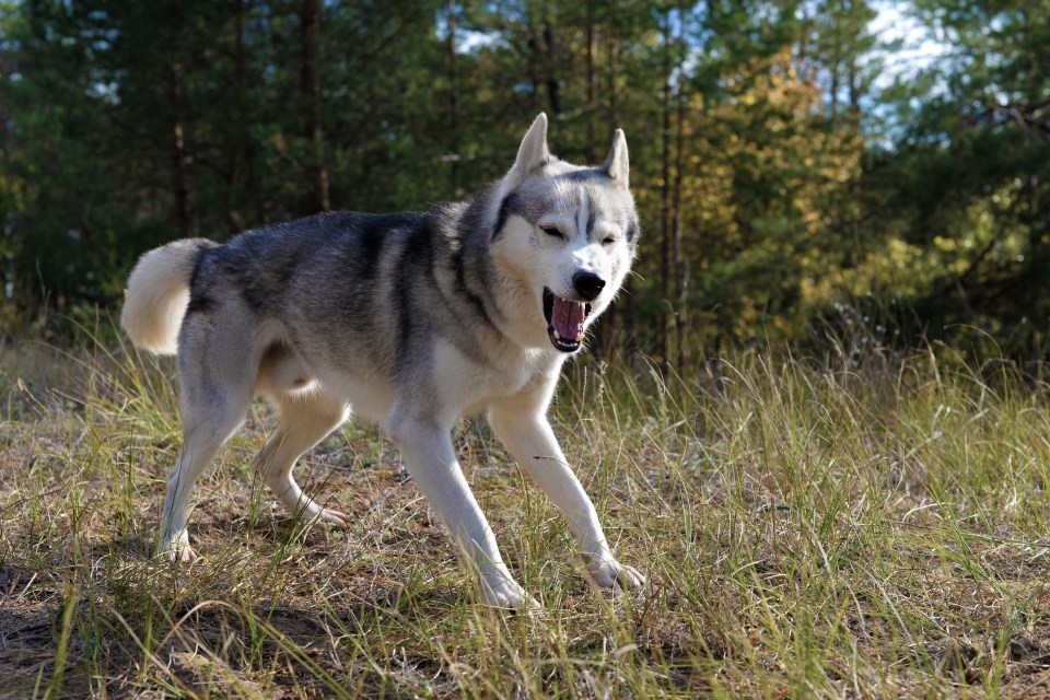 The baby was said to haver been attacked by a husky (stock image)