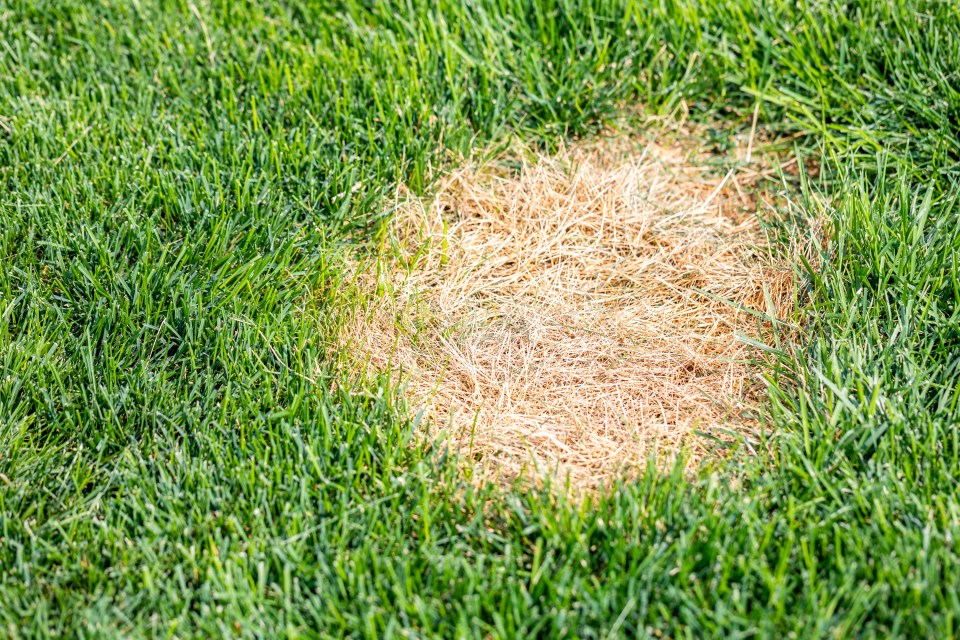 Banish brown patches with the pros tip