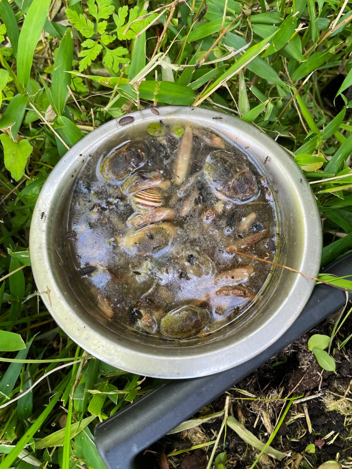 Slugs will be lured away from your vegetables and into a small container of beer