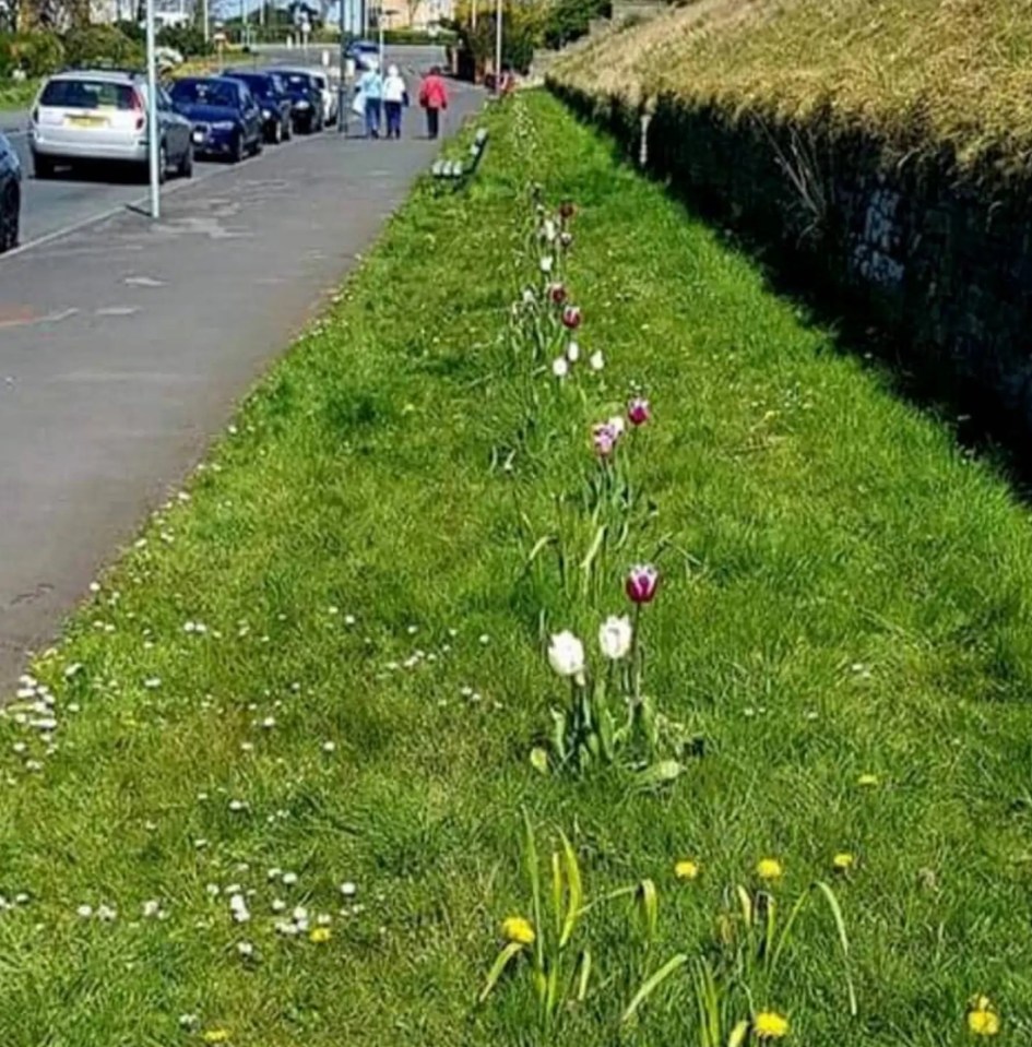 Chris Truett, a joiner, said he can't understand why the flowers were mown days after the tulips and daffodils bloomed