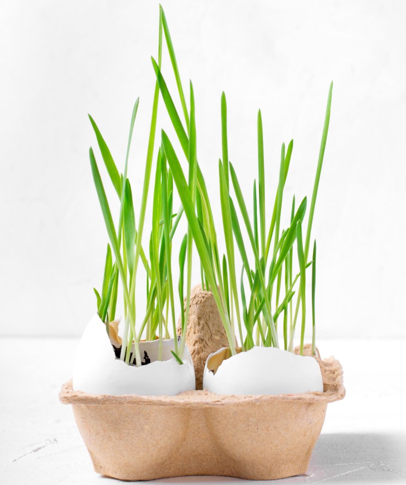 Gardening experts revealed that you can start growing plants in old egg shells and egg boxes