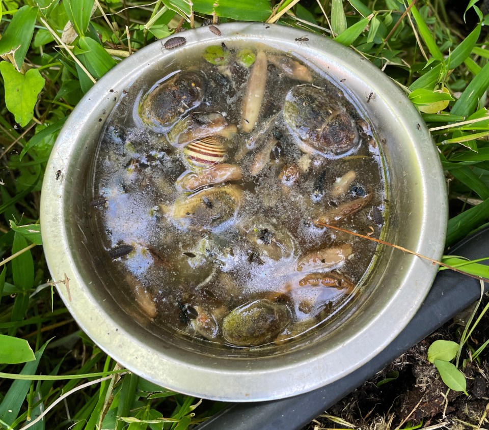 Gardeners are encouraged to use beer instead, as it's been proven as an effective way to trap slugs and snails