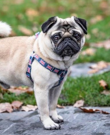 Dan stressed Pangpang's health is his absolute top priority and when he bought the four-year-old toy dog - the breeding was the first thing he checked