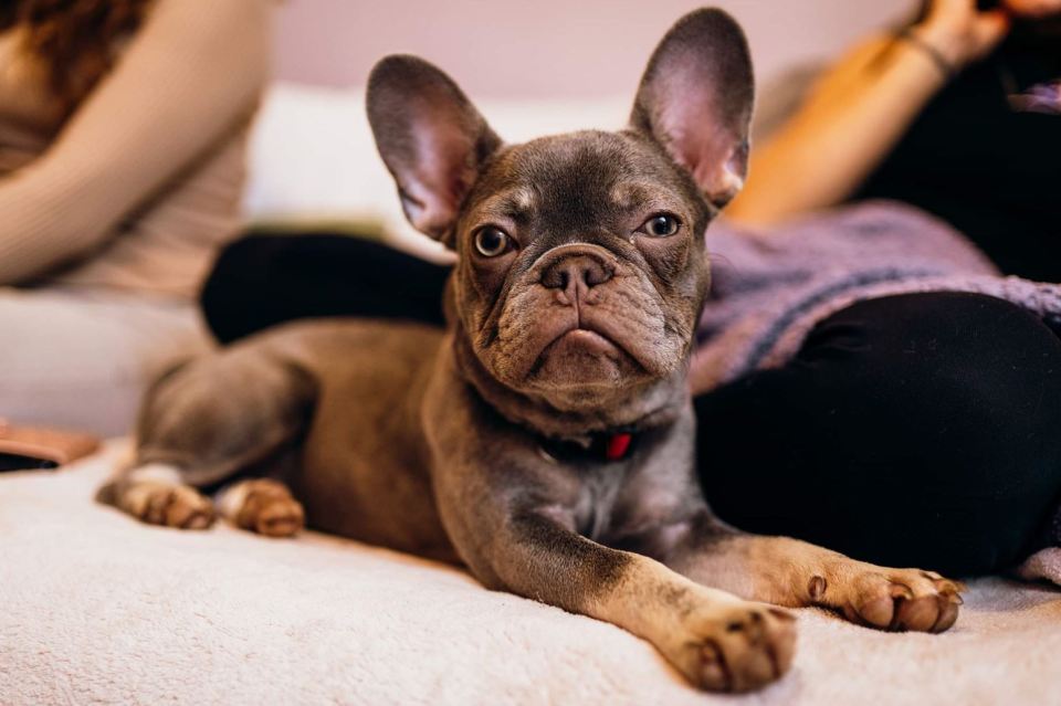 The pup will need to be constantly monitored and have its exercise limited