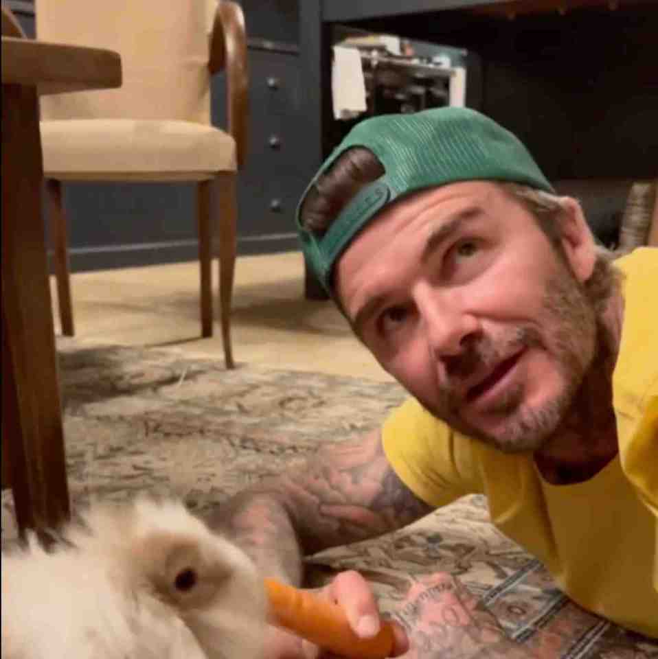 The adorable bunny eventually got hold of the carrot