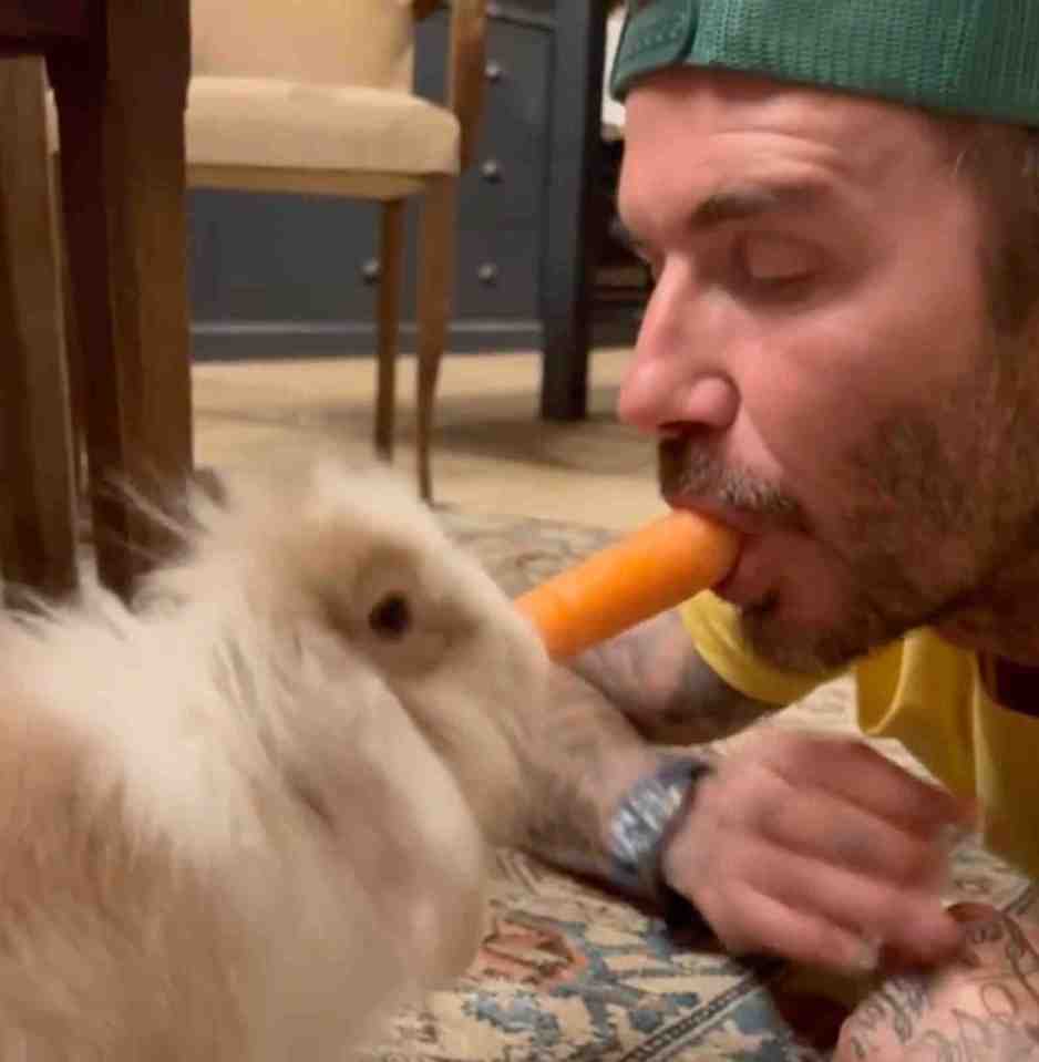 David put a carrot in his mouth and shared it with his pet bunny