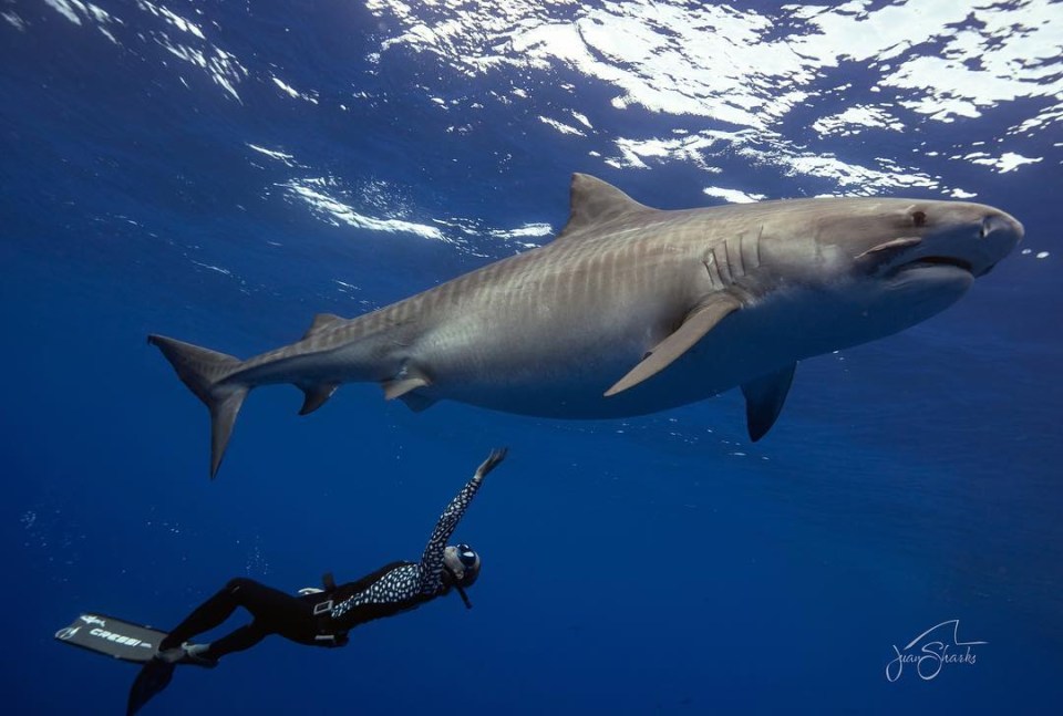 She told the Sun how she loves the thrill of getting up close with the apex predators