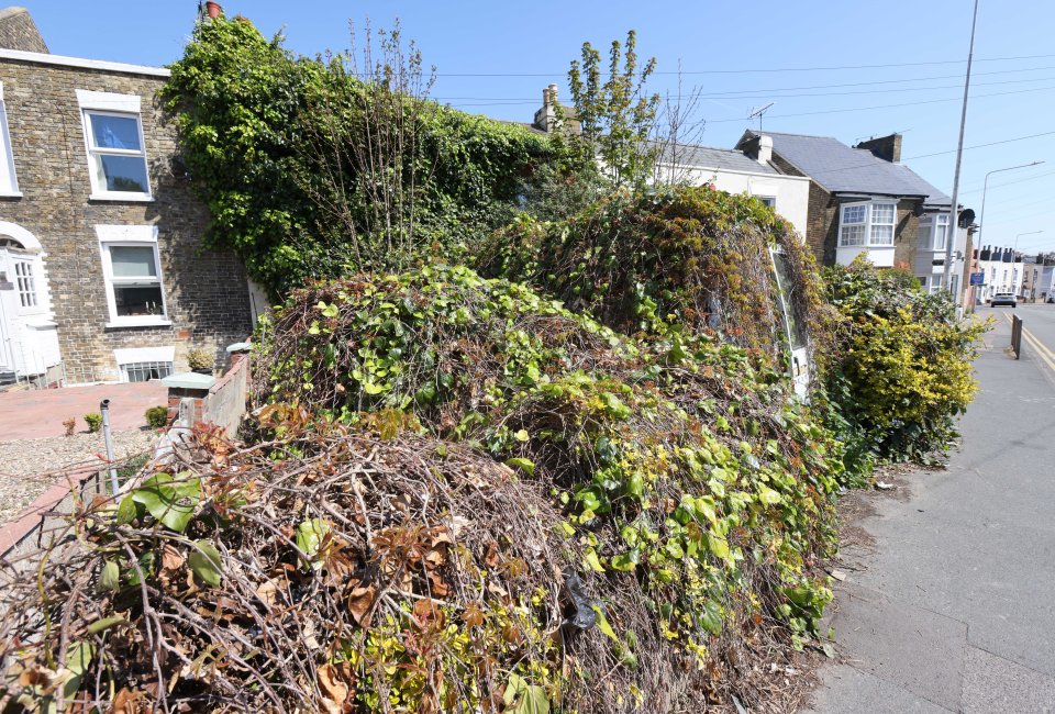 The shrubbery even began to block the path