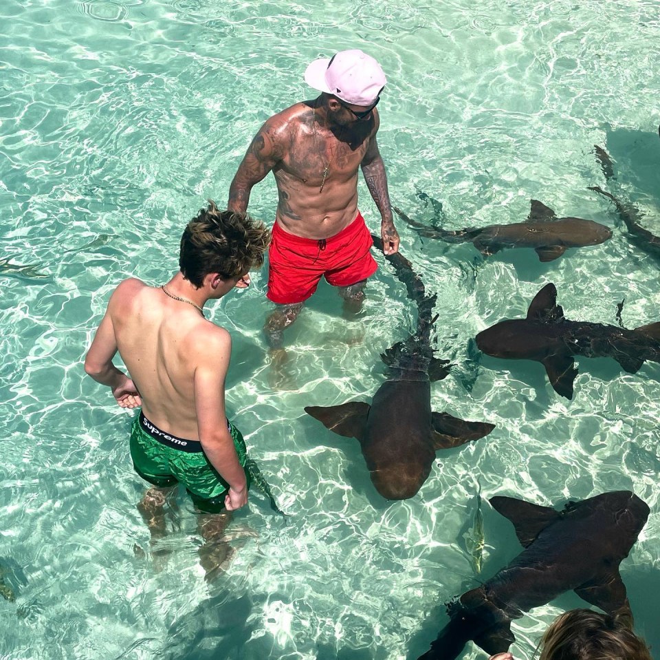 David Beckham must be sharking mad — as he and son Cruz splash about in the water with sharks