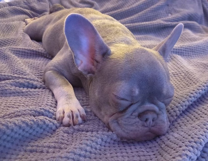 Elesha said she was "upset" when she looked further into the health problems facing French bulldogs