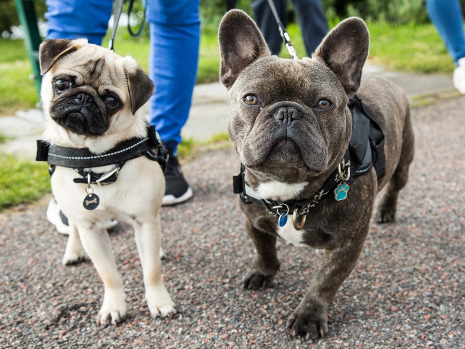 The calls could result in new laws being drawn up which will significantly impact the appearance and availability of Pugs and French Bulldogs in the U.K.