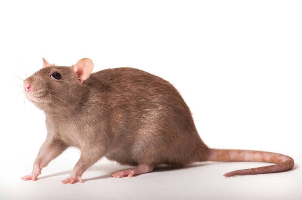 A rat is grinding his teeth - is this normal?