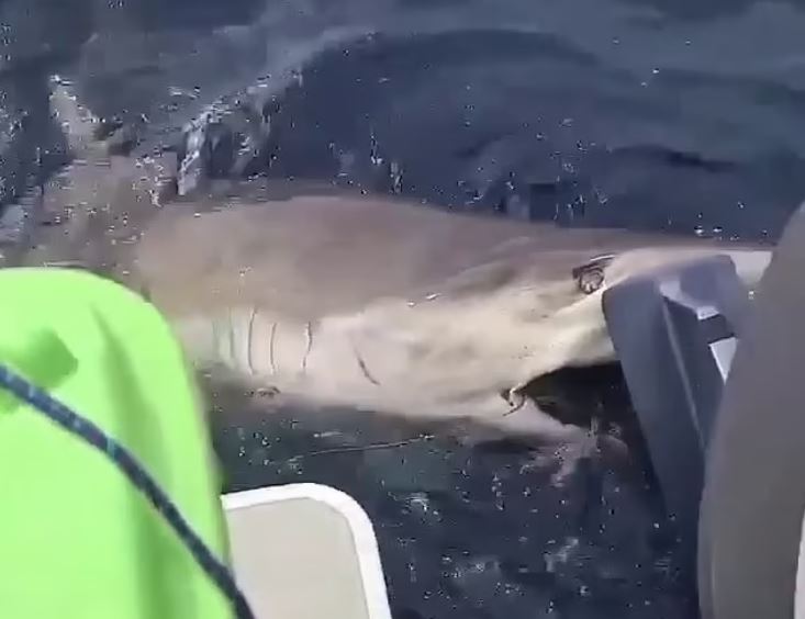 The shark locked its jaws onto the propeller