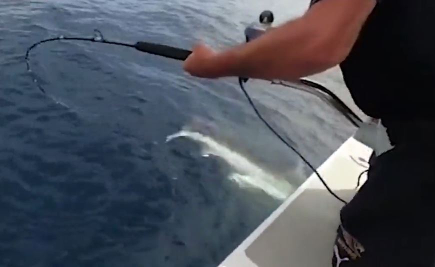 The fishermen accidentally caught the beast while fishing in waters off of Western Austrlia