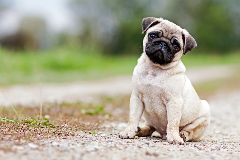 Pugs are loved for their massive eyes and cute features - but these may be behind the breeds health problems