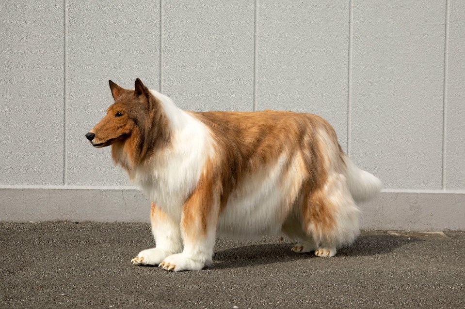 Makers Zeppet said they studied the skeleton of a collie to make the suit realistic