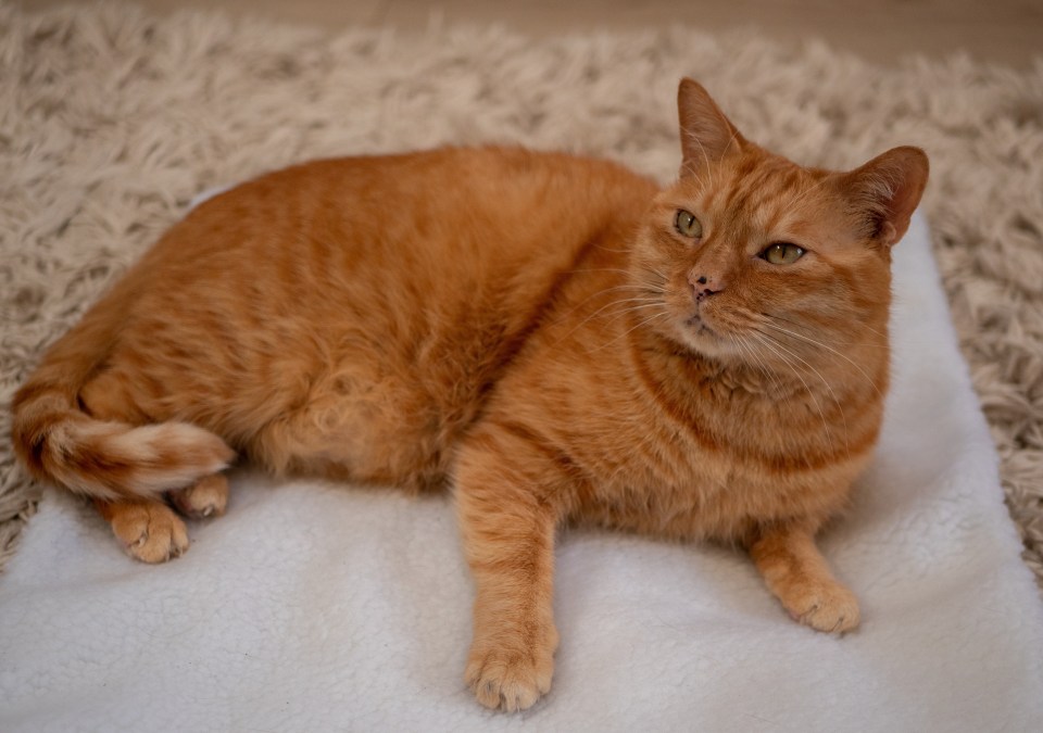 One of the real cats behind the main character