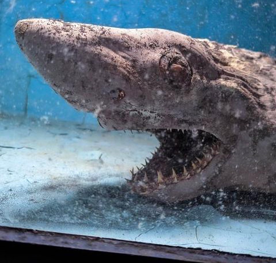 The shark's rotting head sits inside the tank