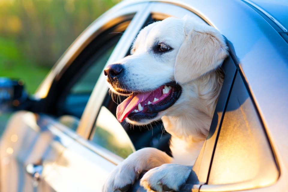 Dogs need to be suitably restrained while driving