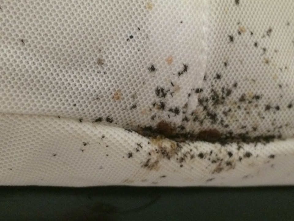 Bed bugs were found in popular tourists resorts