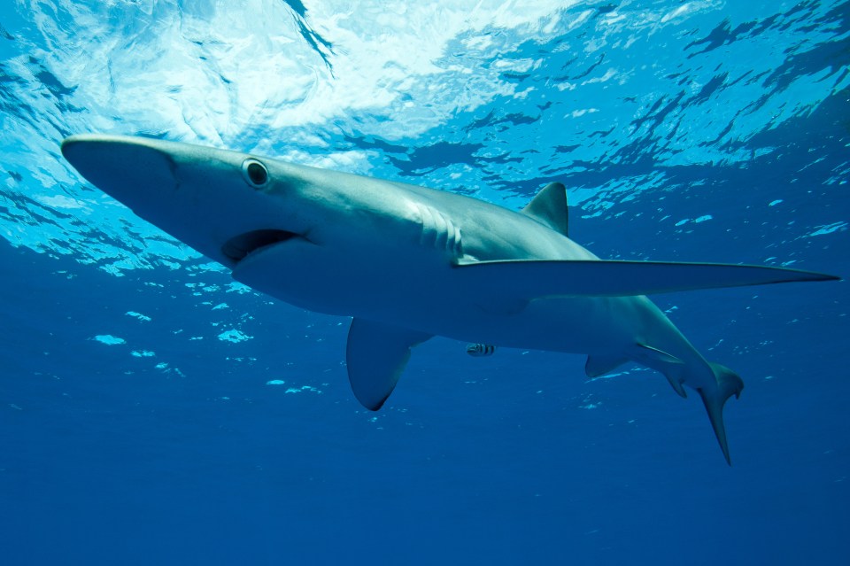 A woman was bitten in a suspected shark attack off the coast of Cornwall