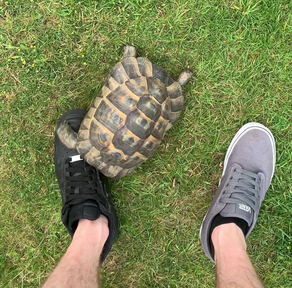 Tortoise Tommy Shellby is a real hard case — with anyone who calls at his home in black shoes