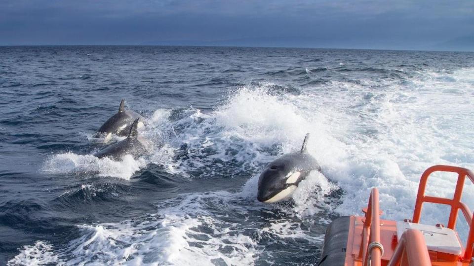 Half a dozen run-ins have been reported in Brittany - well north of their traditional waters