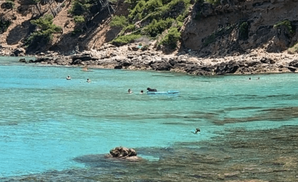 Is that a dog on a surfboard?