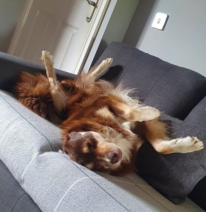 Matt's dogs are a big fan of his Huddersfield pad too