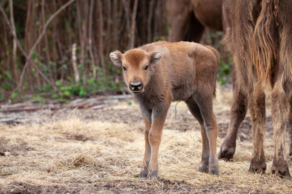 The female was born last month at the Wilder Blean project in Kent