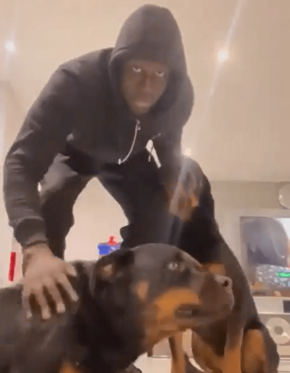 The star has two dogs who he dotes on
