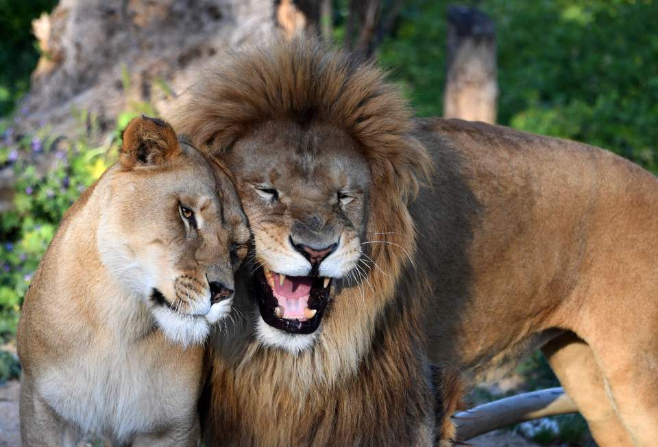 Five lions broke free from their enclosure at Sydney's at Taronga Zoo on Tuesday
