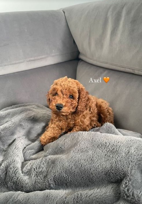 Luca took to Instagram to show his fans his new family member