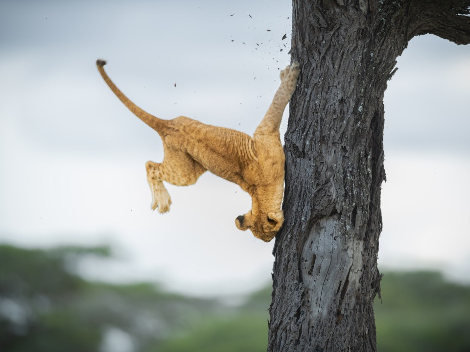 Wounded pride - a lion cub runs head first into a tree trunk